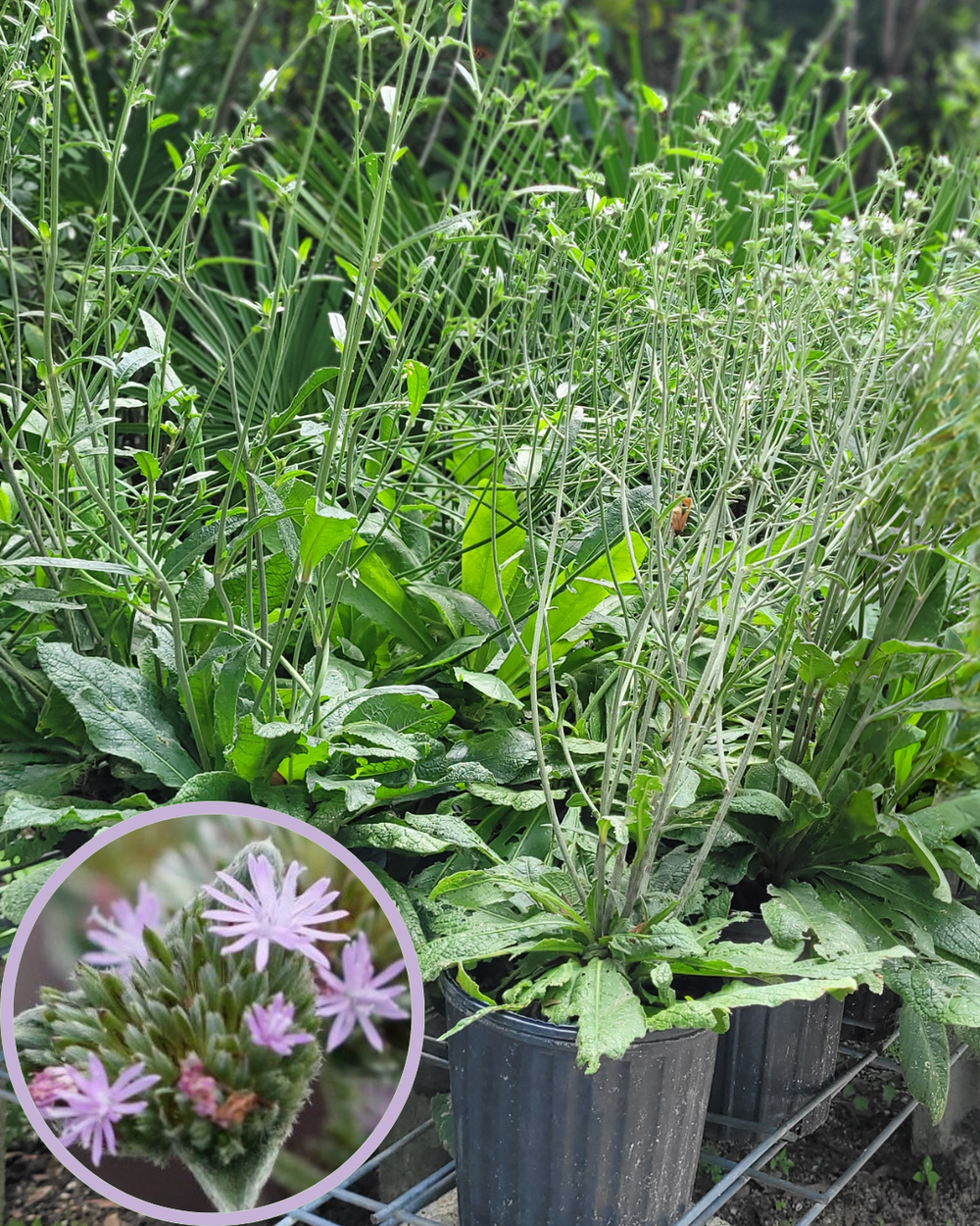 Elephants+Foots.png?format=1000w